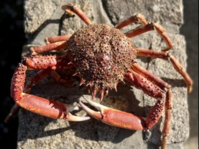 Araignée de mer