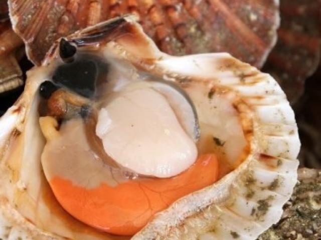 Coquille Saint-Jacques