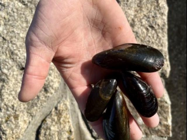 Moule de filières